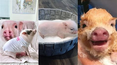 Bathing and Grooming Your Miniature Pig .